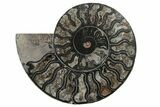 Cut/Polished Ammonite Fossil - Unusual Black Color #199169-2